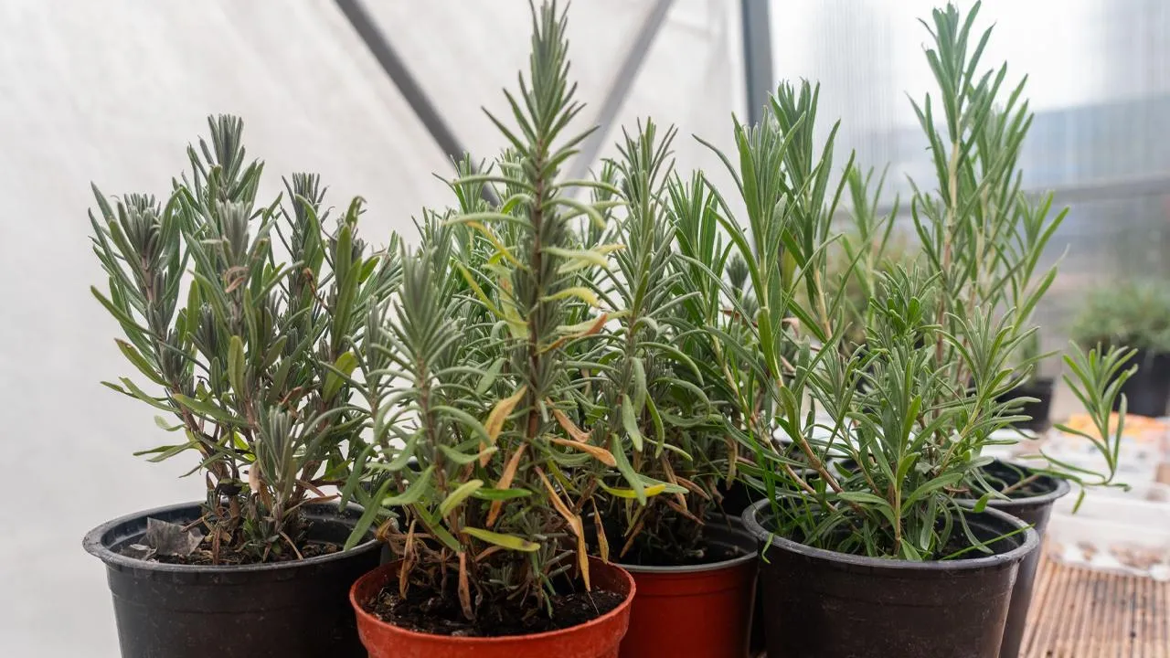 медиасток.рф