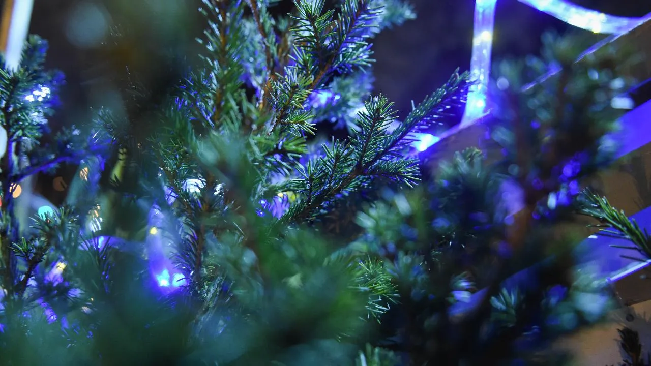 Почти 180 елочных базаров будет работать в Московской области этой зимой