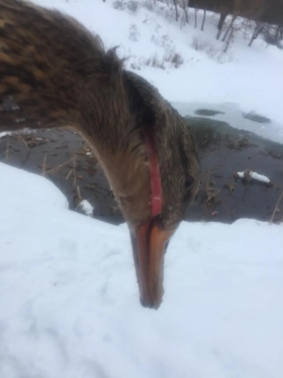 Фото: Объединённая дирекция парков г.о Долгопрудный