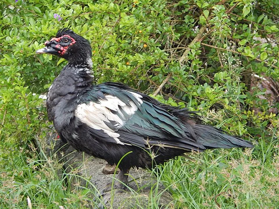 Фото: commons.wikimedia/Raf24