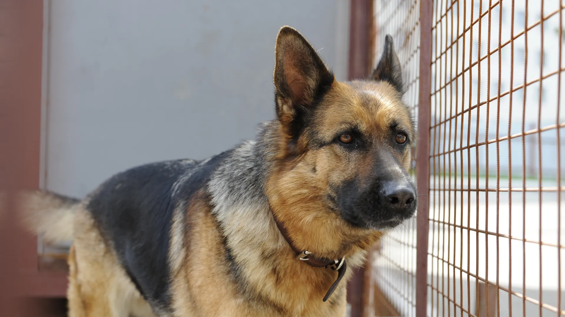 Центр кинологической службы в Москве