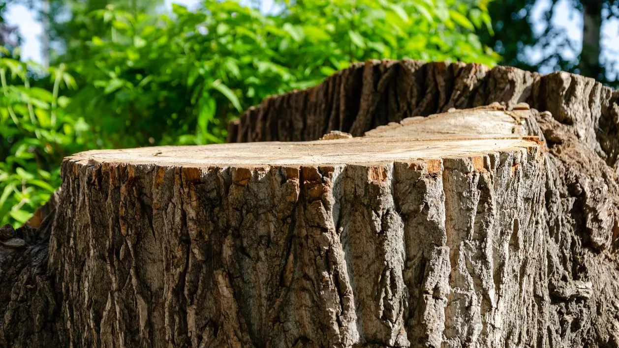 В Николаевской области продают конфискованный пень за 90 гривен