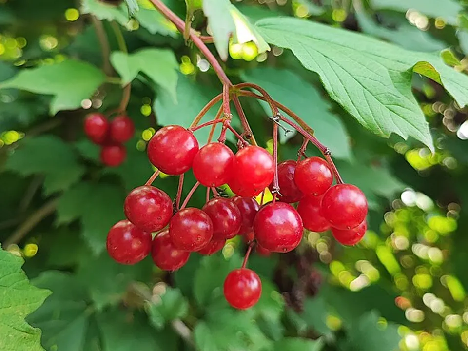 Фото: commons.wikimedia/Yeva 8