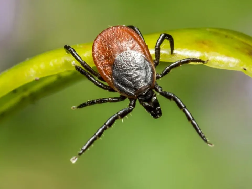 «Закончится инвалидизацией»: педиатр рассказала о редком заболевании, вызванном укусом клеща