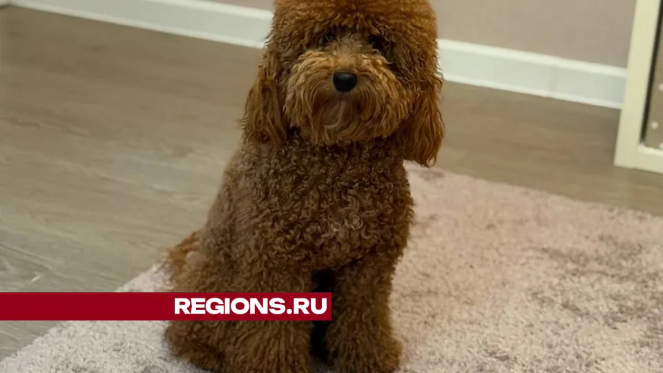 Фото: REGIONS/Ксения Верченко