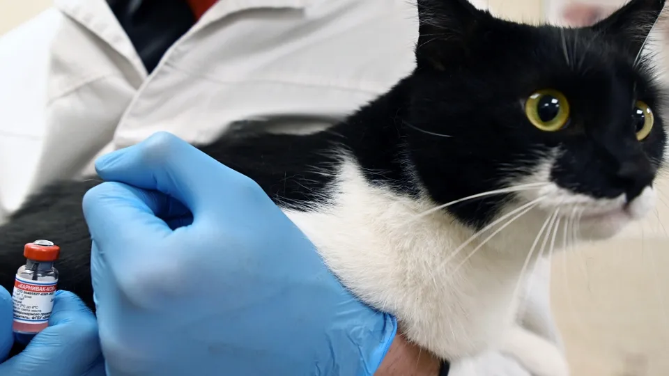 Фото: РИА Новости/Павел Бедняков