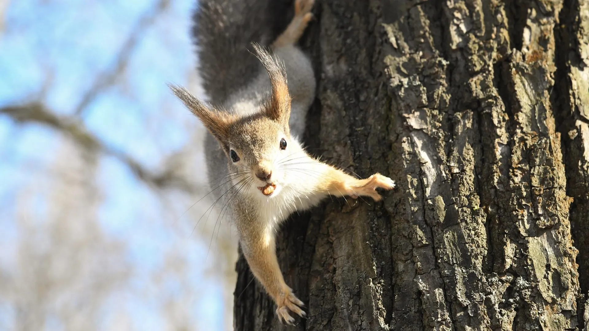 t.me/usadbakrivyakino