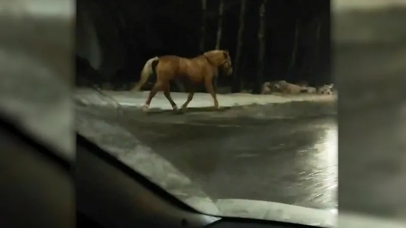 Лошадь на трассе переполошила водителей под Химками
