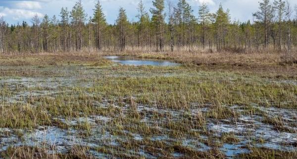 В Салехарде мужчина увяз в болоте и умер спустя сутки до приезда спасателей