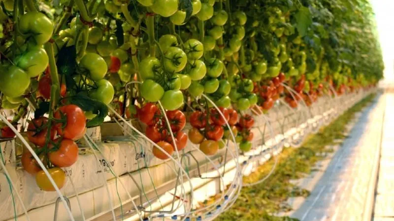 Министерство сельского хозяйства и продовольствия МО