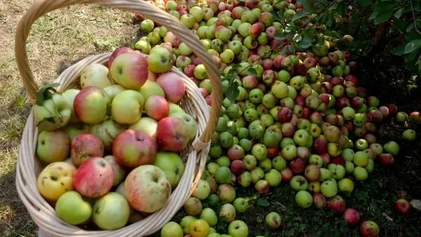 Максим Богодвид / РИА Новости