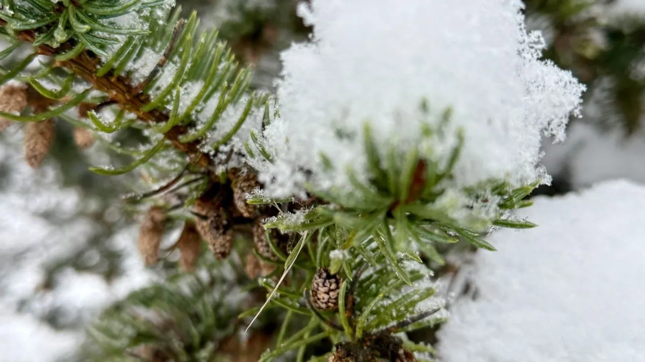 Фото: Марина Алифанова