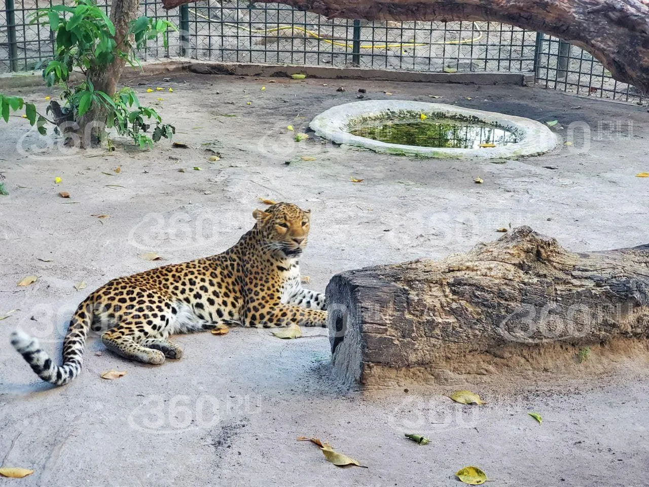 Карен Даллакян