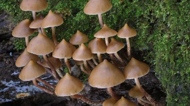 Эксперт: в Петербурге из-за грибов могут появиться неадекватные люди