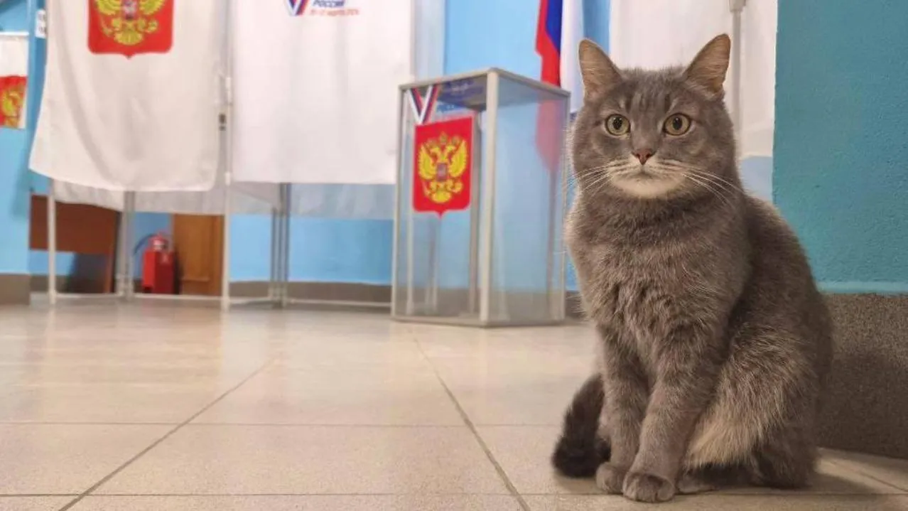 Кошка Маша вернулась к работе на избирательном участке в Волоколамске