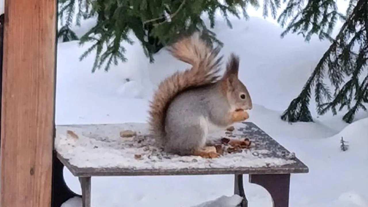Парки Ступина