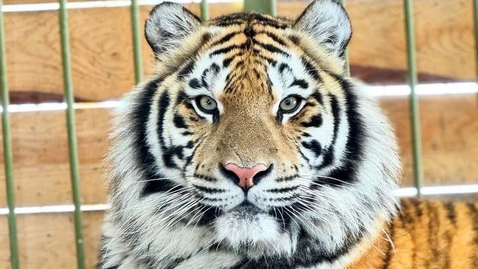 Фото: t.me/lions_moscow