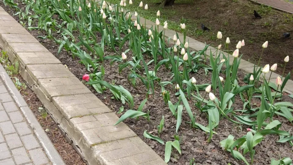 Фото: пресс-служба администрации Наро-Фоминского г.о.