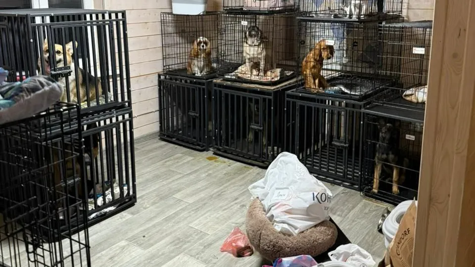 Фото: прокуратура Московской области