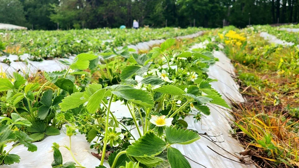 Фото: МедиаБанк Подмосковья/Мария Панина