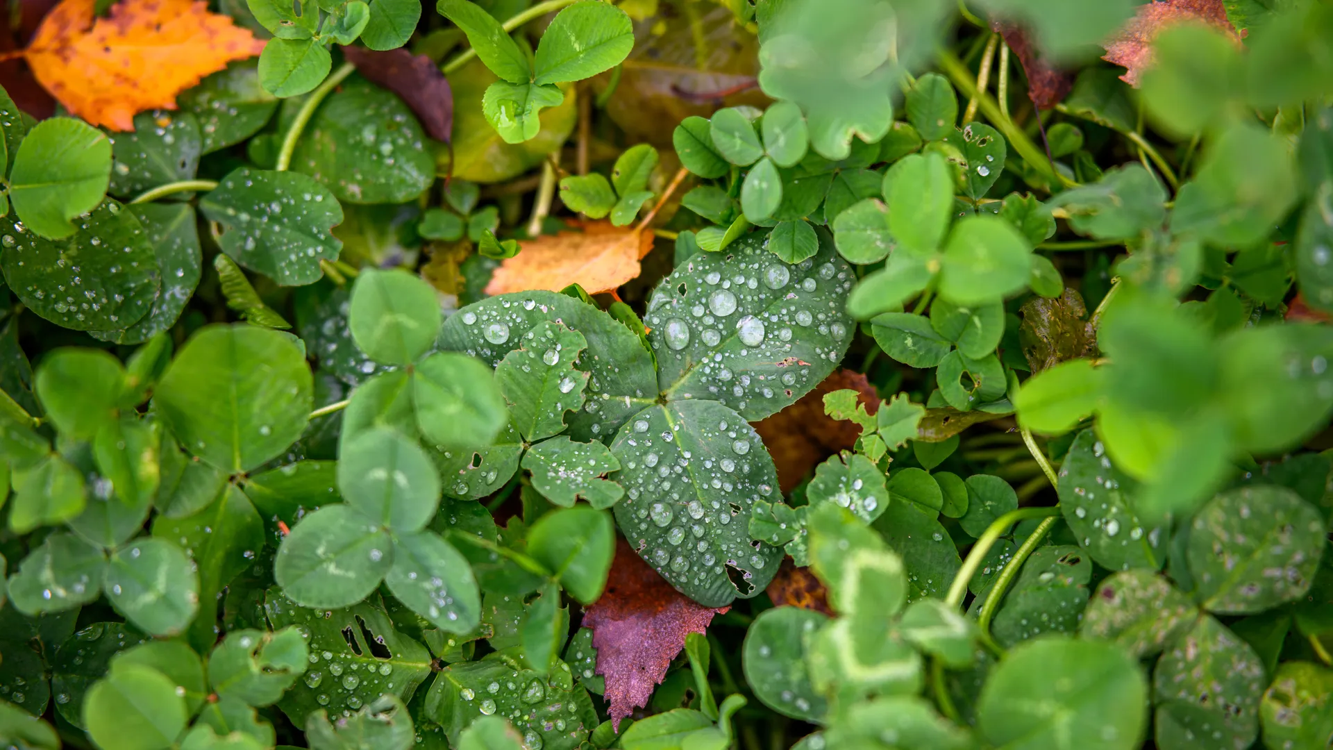 Роса на траве в парке «Ближняя дача» в Мытищах осенью