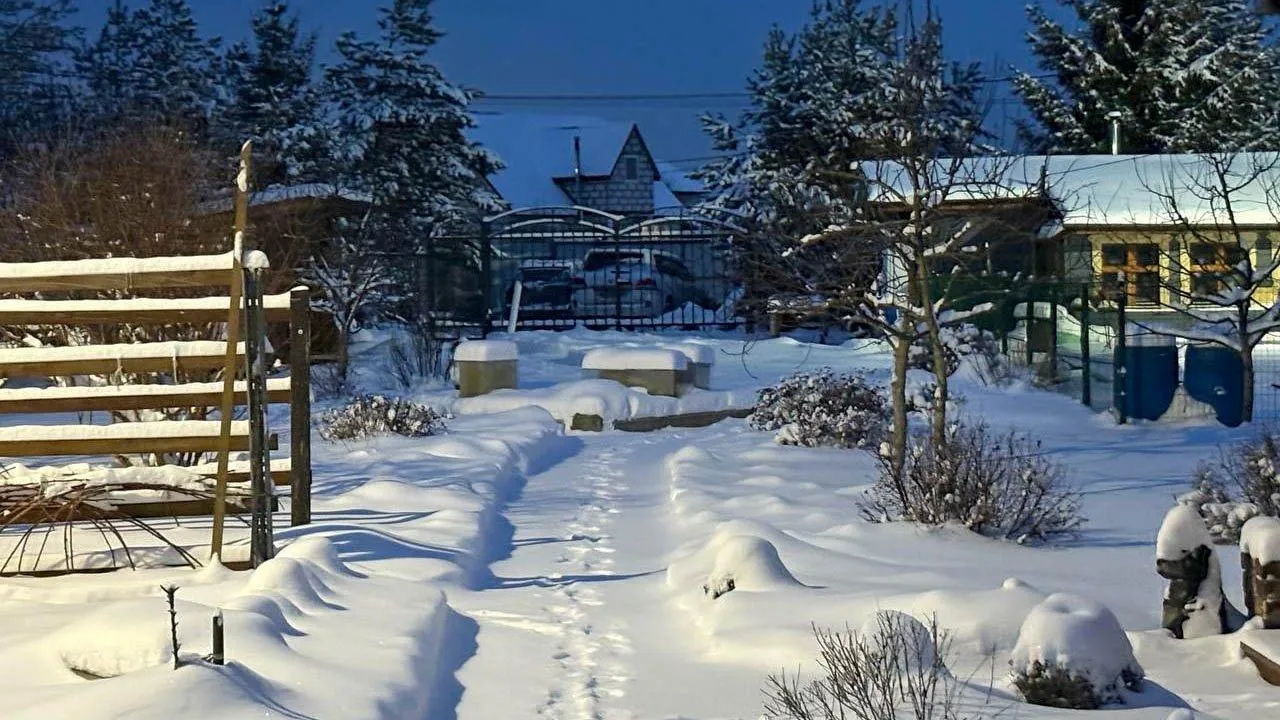 Снежная зима грозит нашествием вредителей: эксперт объяснила, как спасти сад