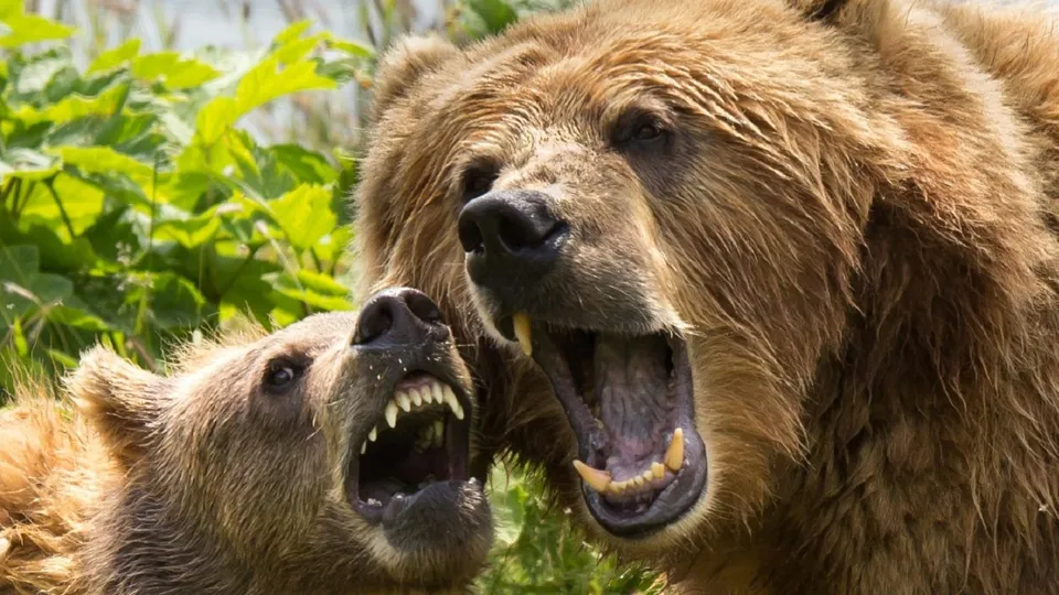 Фото: pxhere.com