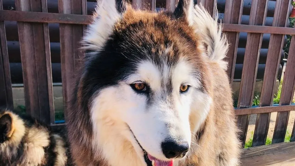Фото: МедиаБанк Подмосковья/Виктория Ташева