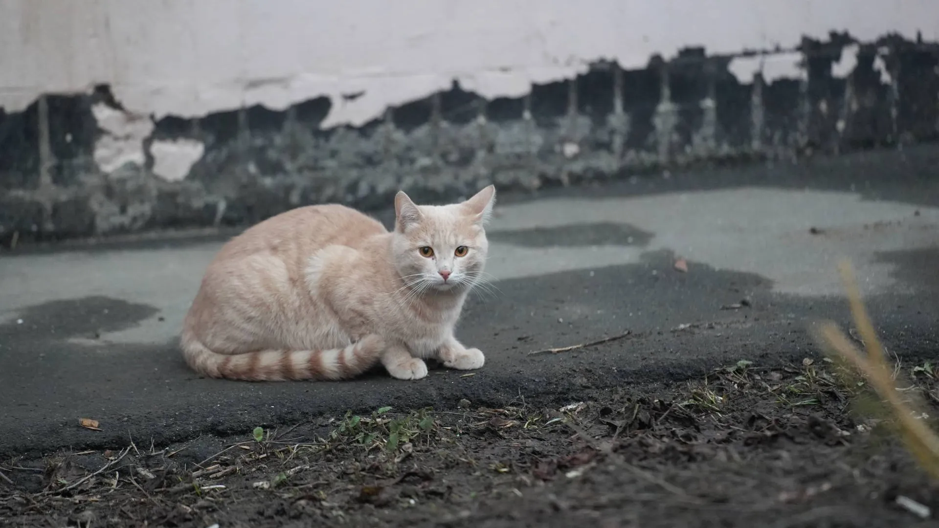 Фото: МедиаБанк Подмосковья/Ольга Фельдфебелева