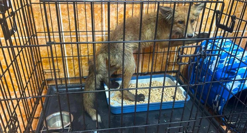 Подмосковные спасатели освободили застрявшую в очистном сооружении лису