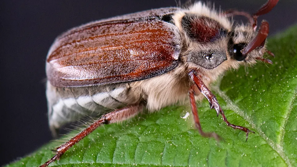 Фото: ТАSS/DPA/Picture-Alliance/Boris Roessler