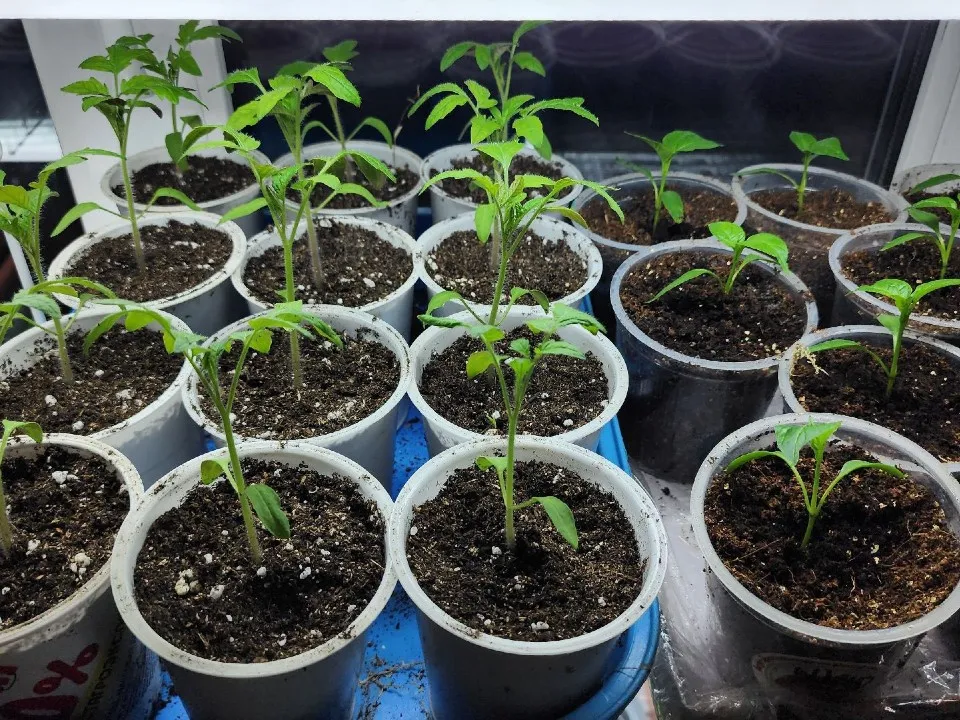 Фото: МедиаБанк Подмосковья/Ксения Пашуто