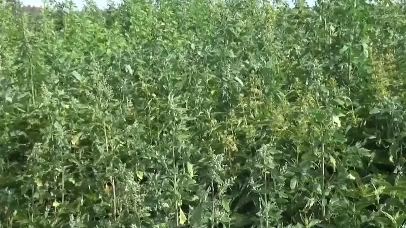 Тысячу кустов конопли спалили в Воскресенске