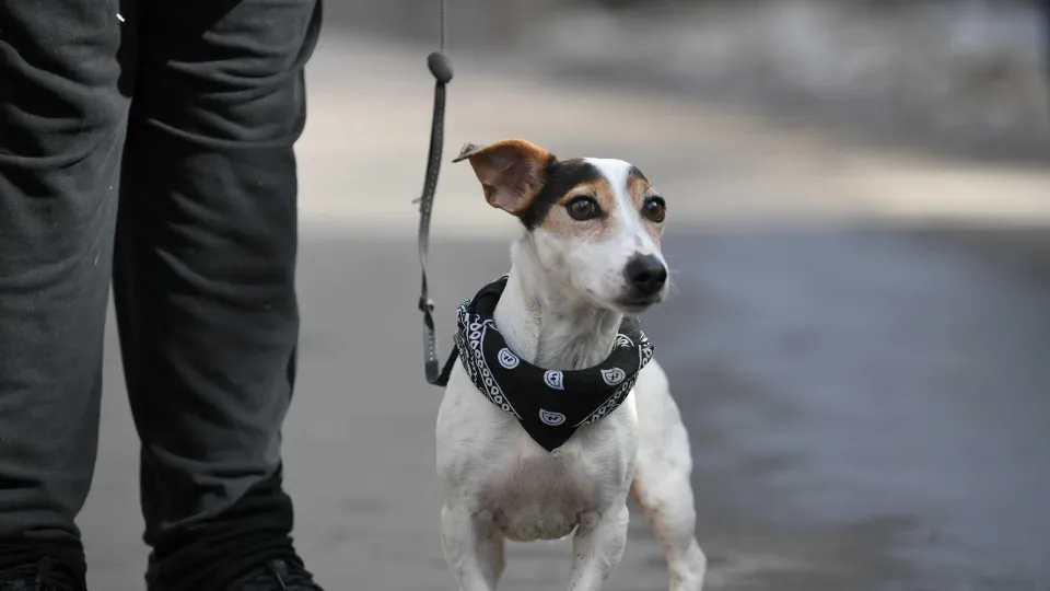 Фото: Министерство сельского хозяйства и продовольствия МО