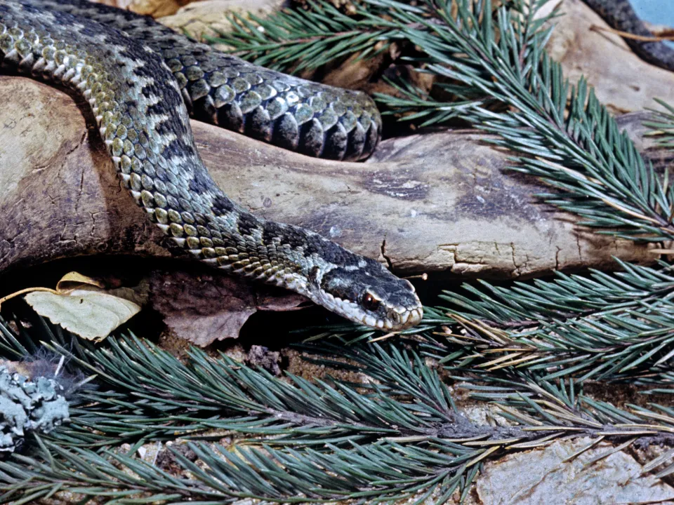 Фото: РИА Новости/И. Мухин&nbsp;&nbsp;