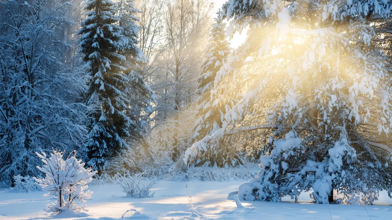 В Ленобласти снова собирают «ЛизаАлерт»: поиски 9-летнего ребенка продолжаются в Яльгелево