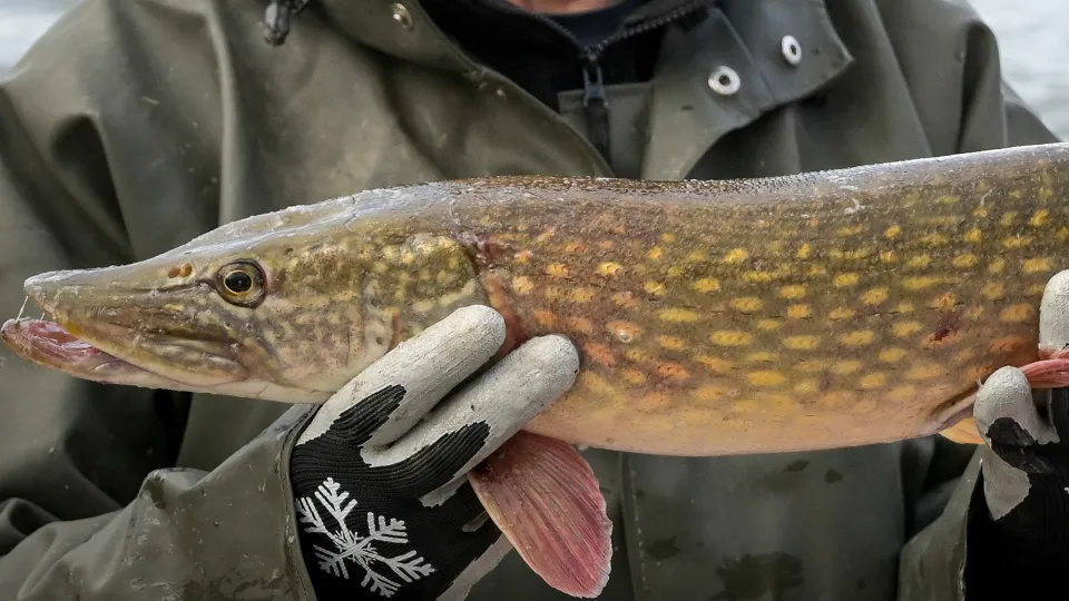 Фото: ТАСС/DPA/Picture-Alliance/Heiko Rebsch