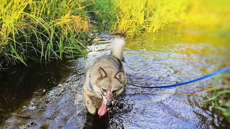 Фото: приют «Чертог волка»