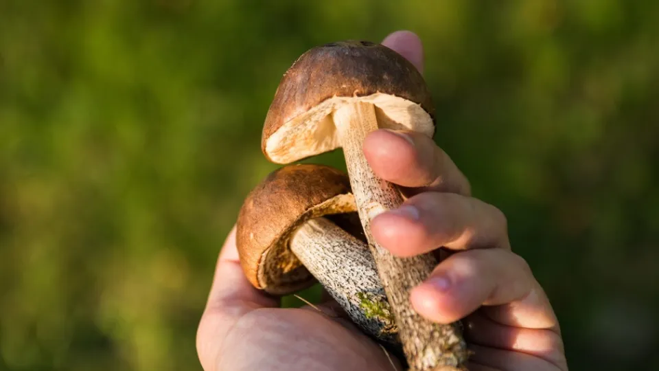 Фото: pxhere.com