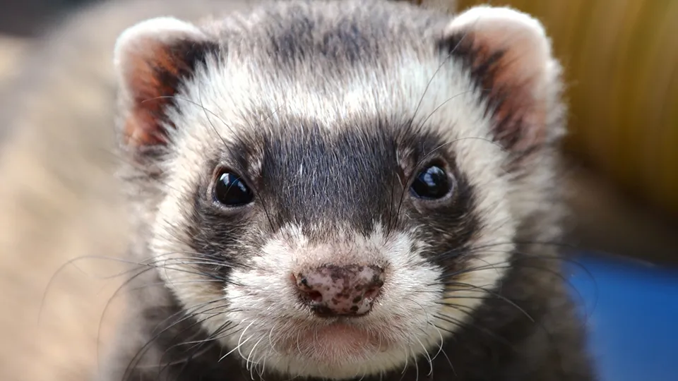 Фото: pxhere.com