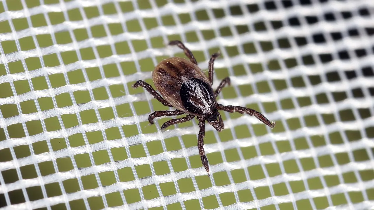 Попадают в дом вместе с елкой и заражают боррелиозом: в Подмосковье из-за теплой погоды активизировались клещи