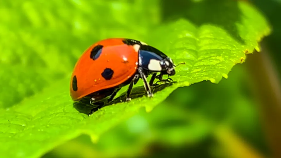 Фото: istockphoto.com/Patrizia Salcini