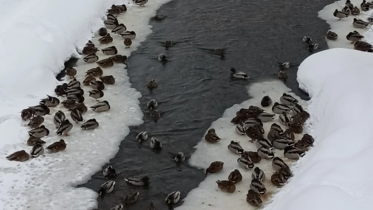 vk.com/Подслушано Павловский Посад