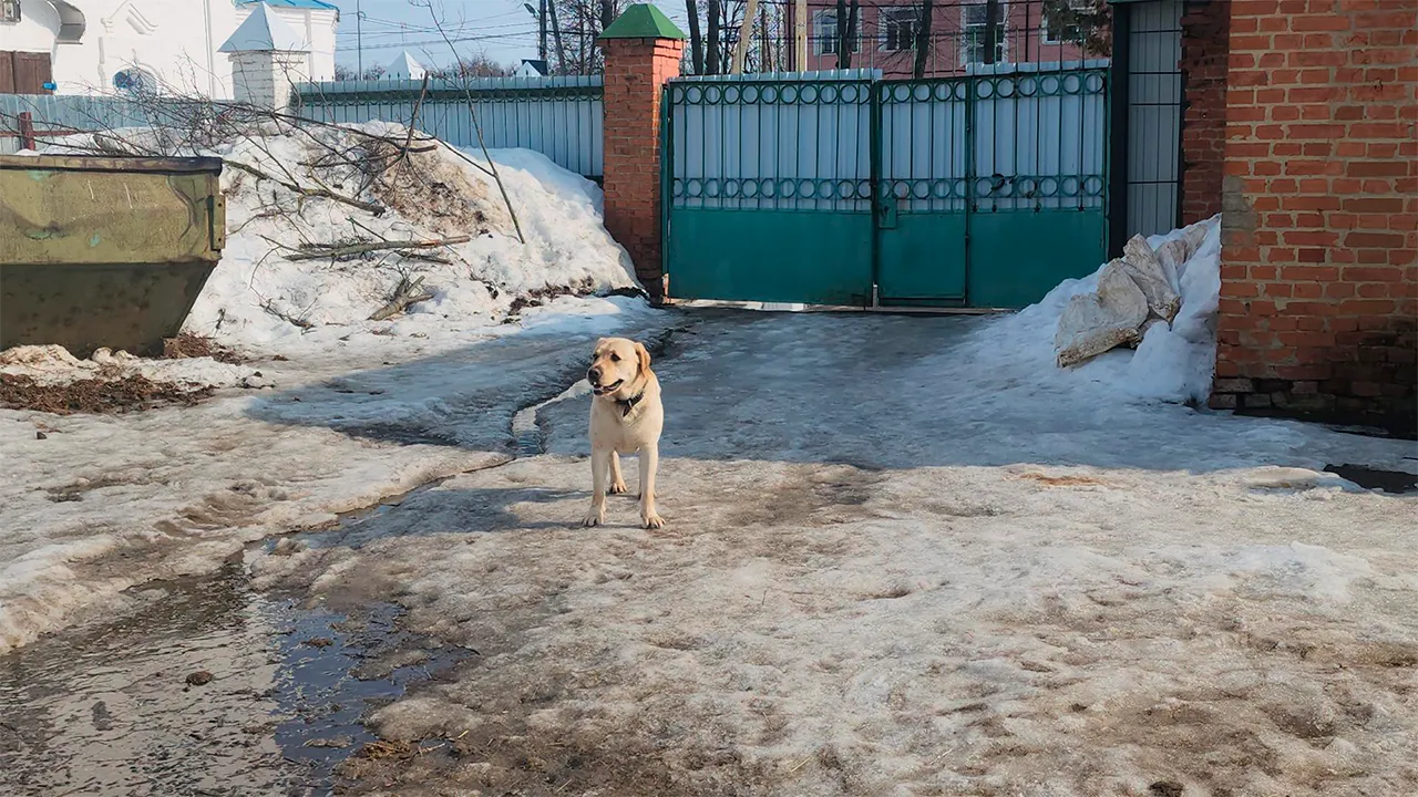 Маргарита Орлова