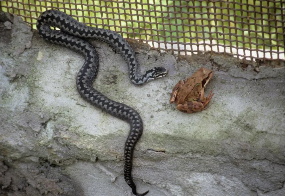 Гадюка обыкновенная