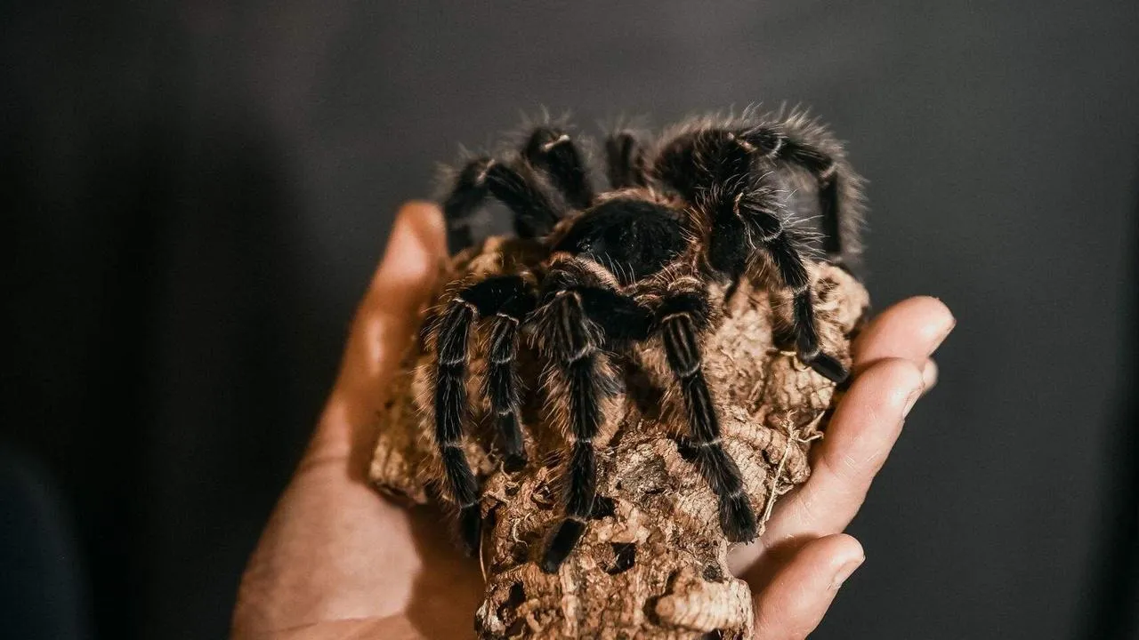 из личного архива Ирины Калининой