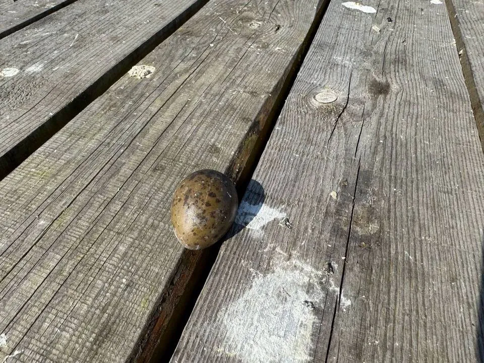 Фото: t.me/elk_island_national_park