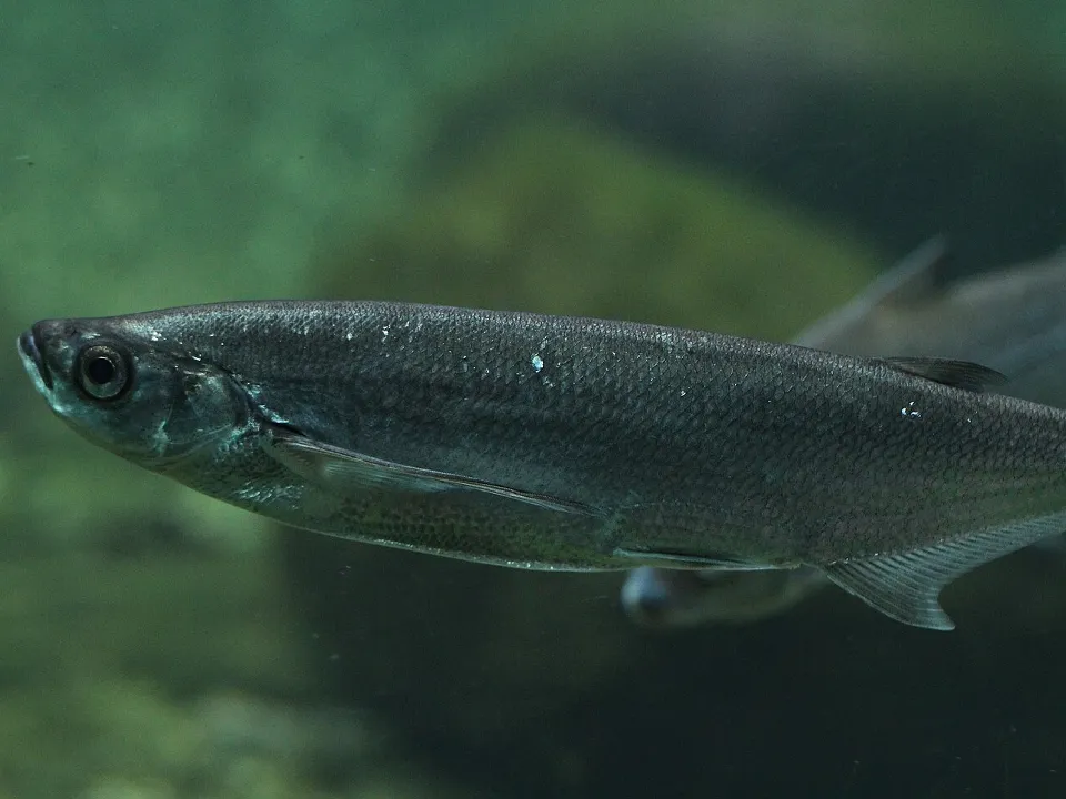 Фото: сommons.wikimedia/serwacy01