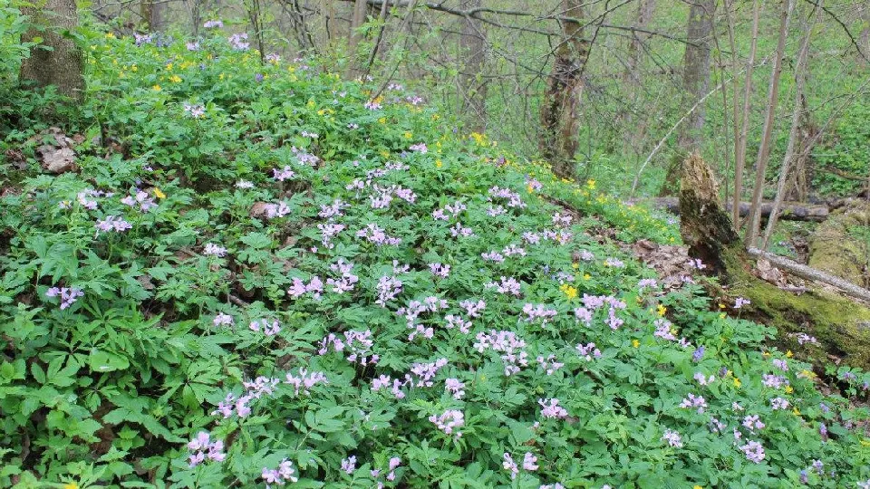 Фото: Воеводин П.В.