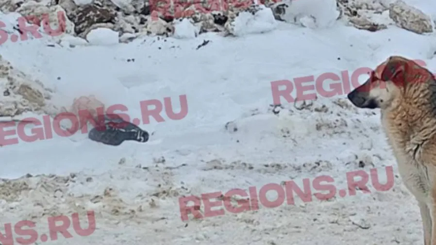 Фото: телеграм-канал деревни Русавкино-Романово https://t.me/rusavkino_romanovo/2999